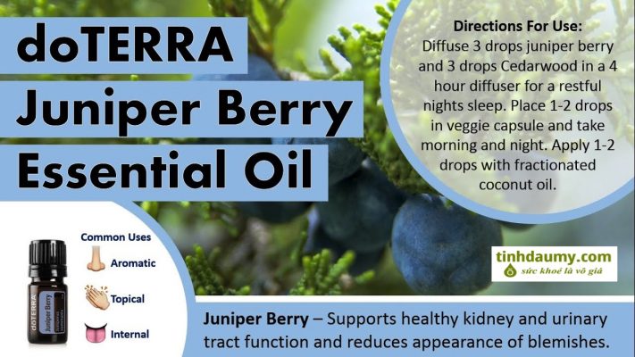 Tinh dầu Quả cây Bách xù doterra Juniper Berry nhiều công dụng và lợi ích - tinhdaumy.com