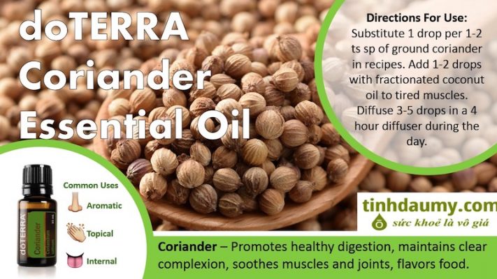 Tinh dầu Hạt rau mùi ngò doterra Coriander nhiều công dụng và lợi ích trong điều trị - Tinhdaumy.com
