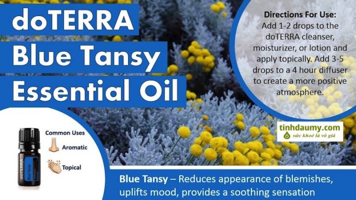 Tinh dầu hoa cúc Maroc Blue Tansy