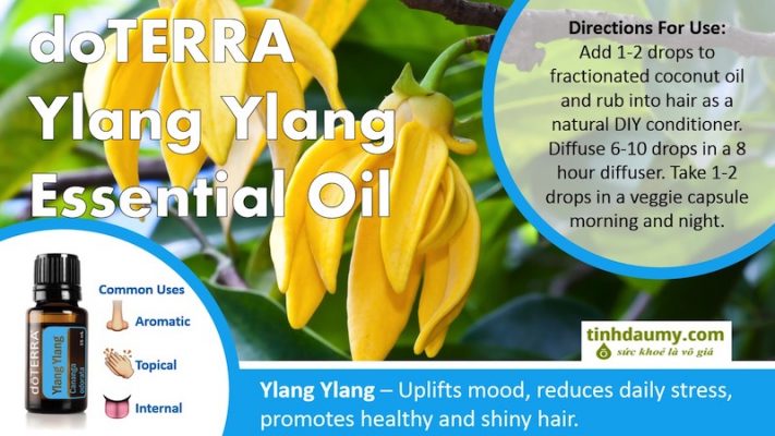 Tinh dầu Ngọc Lan Tây doterra Ylang Ylang nhiều công dụng và lợi ích - Tinhdaumy.com